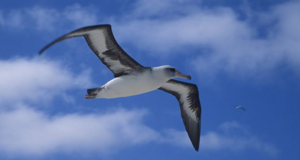 L’albatros, poesia di Charles Baudelaire