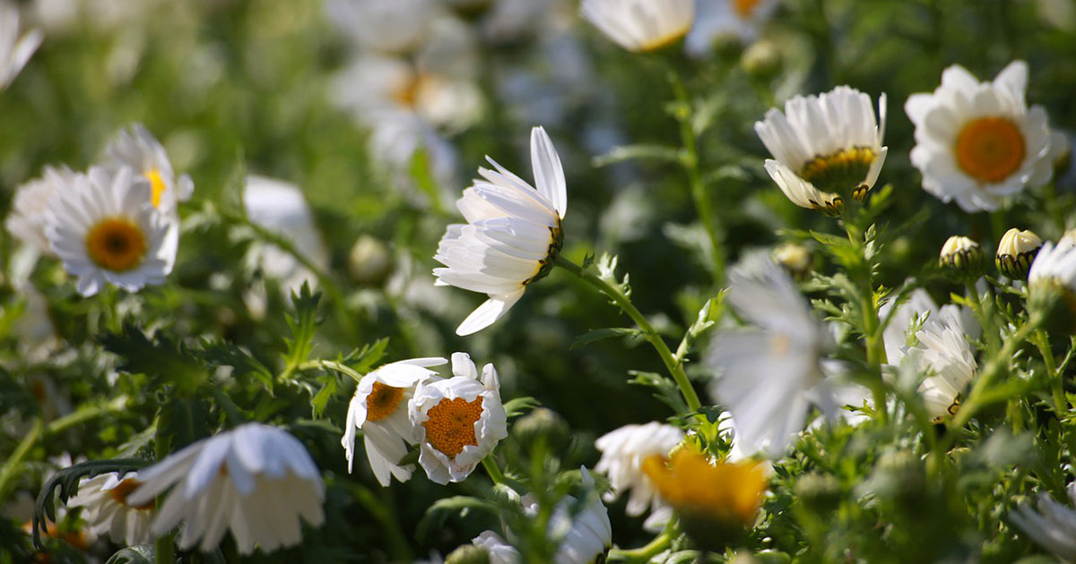 Libri da leggere ad aprile 2020