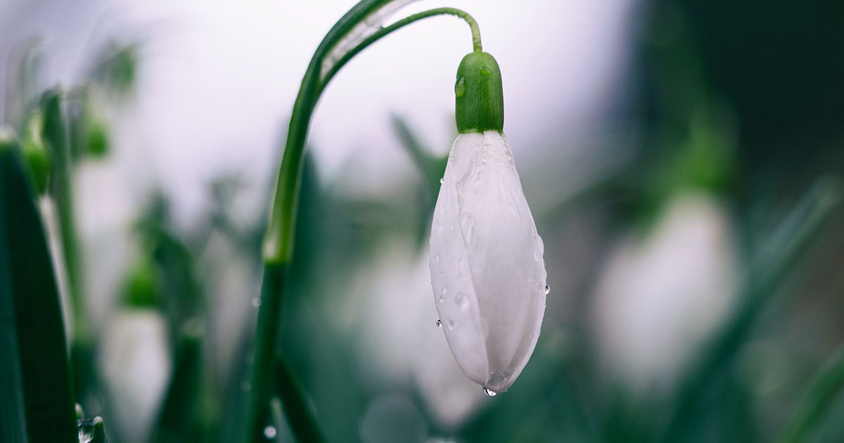 Poesie sulla primavera di autori famosi