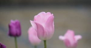 Libri da leggere ora, a maggio 2020