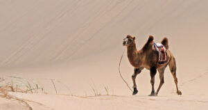 È meglio evitare il Camel case quando si scrive