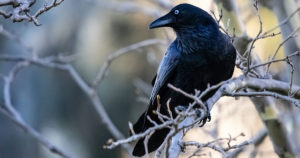 8 inquietanti creature degli scritti di Edgar Allan Poe