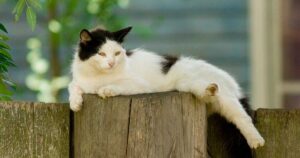 I più bei proverbi sui gatti