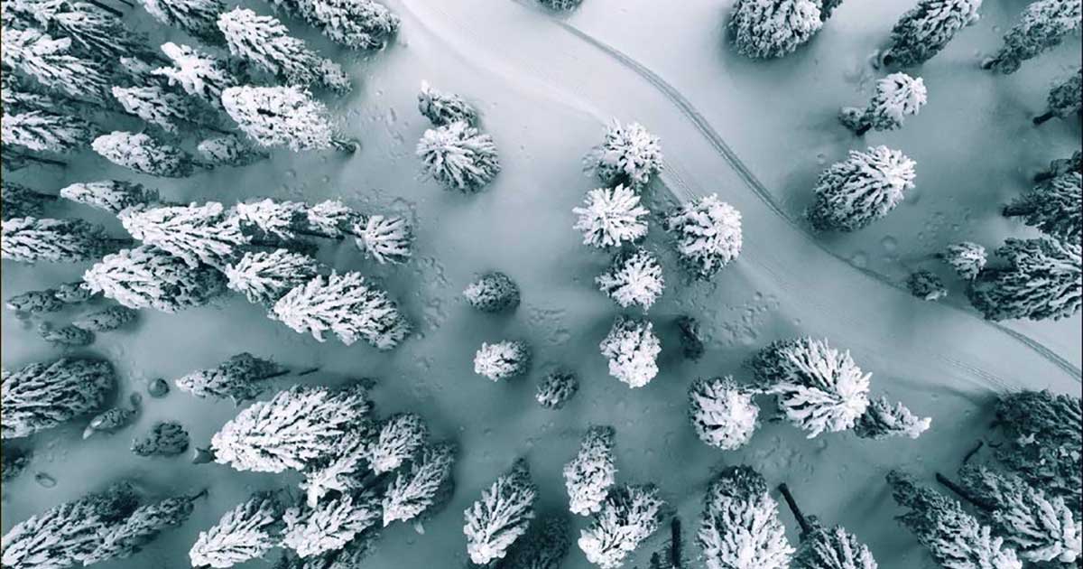 Anne Holt, La pista. La prima indagine di Selma Falck