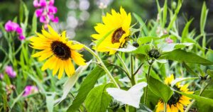 Settembre: aforismi e poesie per il nono mese dell’anno