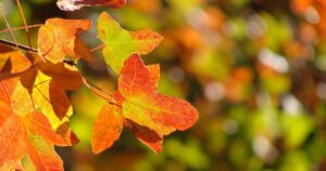 Autunno: frasi per la stagione delle foglie che cadono