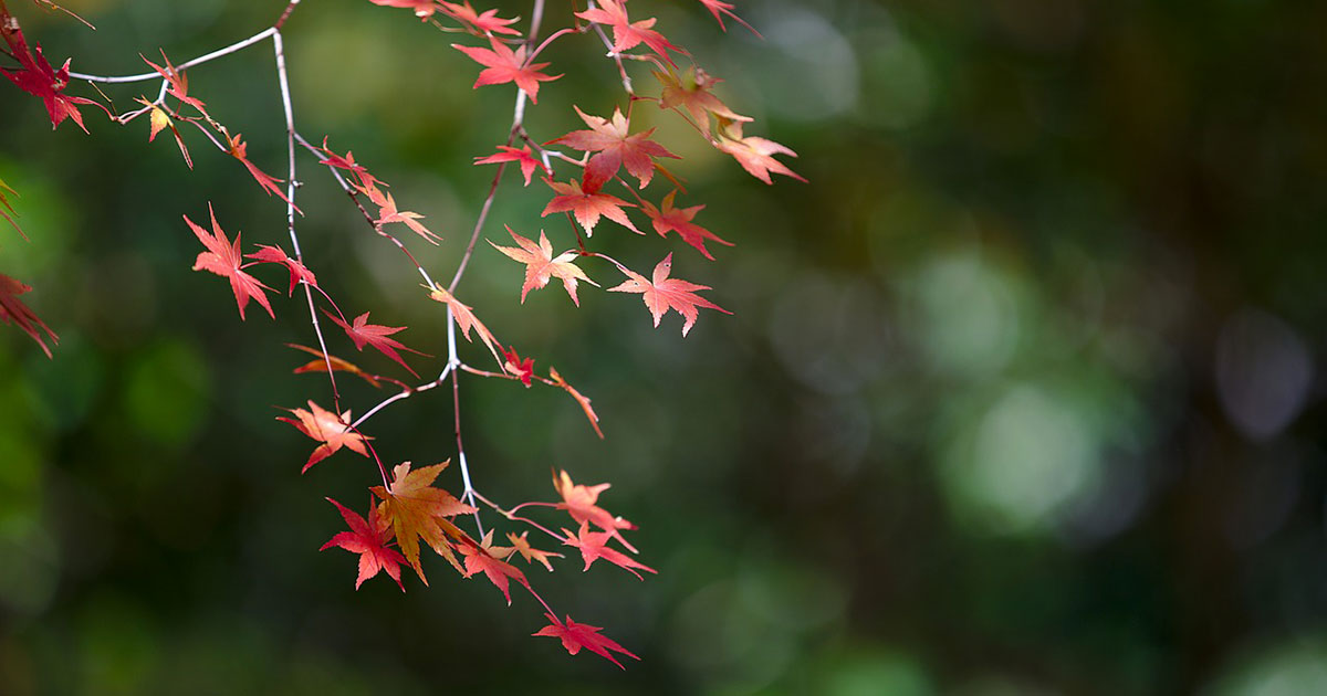 I parchi più belli d'autunno e i libri che te li fanno amare