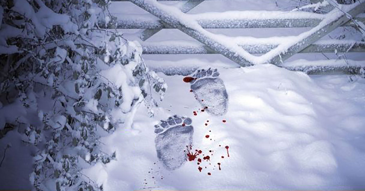 Lo strano caso dell’orso ucciso nel bosco