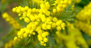 Auguri e frasi per la festa delle donne