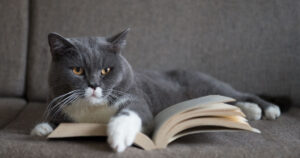Perché ai gatti piace stare sui libri?