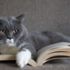 Perché ai gatti piace stare sui libri?