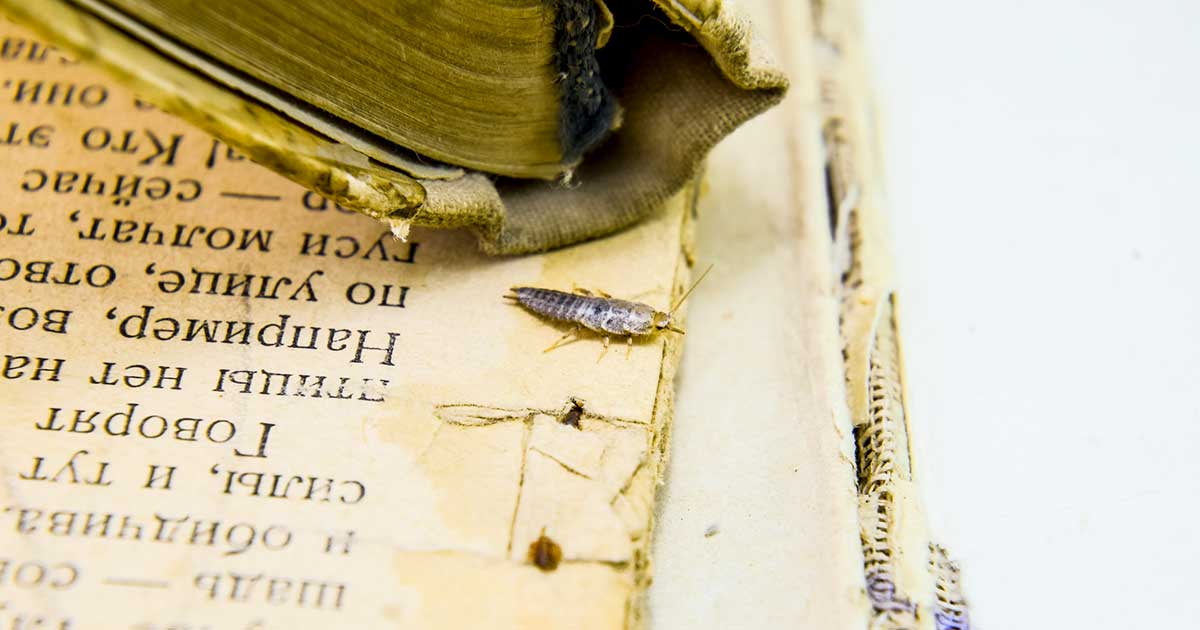 Insetti bibliofagi