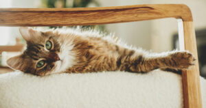 Il fascino eterno del gatto tra arte e letteratura