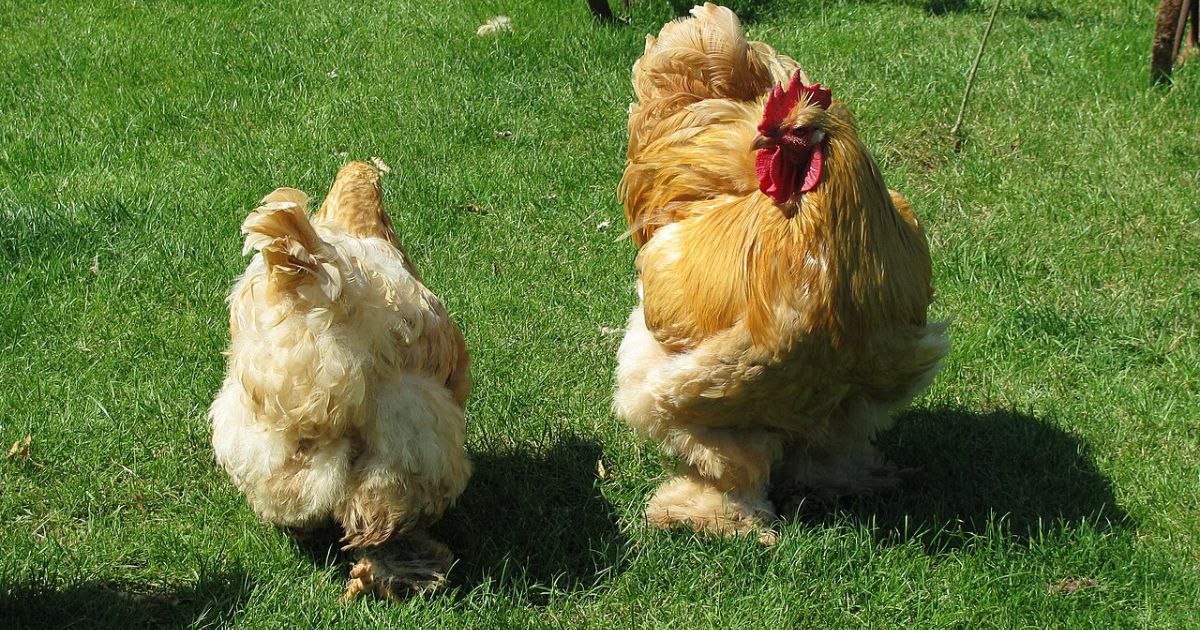 Una coppia di galline Cocincina: Flannery O'Connor le adorava ed è un perfetto esempio degli strani animali domestici degli scrittori